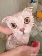 短笛大王喵帕斯的个人资料头像