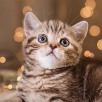 离之大大谱头像