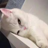 All信头像