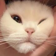 XZT的个人资料头像