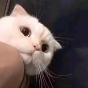 aLeifeng的个人资料头像