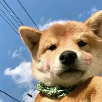 幼稚园的小蓝孩头像