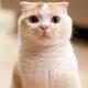 小猫大娘 · 昂科威车主·车龄1年头像