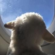 dubiser的个人资料头像