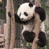 凌派凌派头像