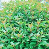 遇见是缘1509头像