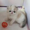 白鹿猿头像