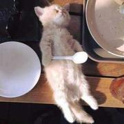 脆丁壳儿的个人资料头像