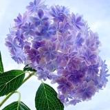 后来的我们头像