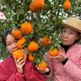 川妹儿耙耙柑头像