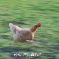 A---R鸡爷头像