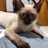 北乐要买Gti头像