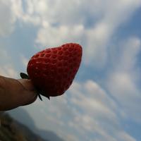 Super果果492头像