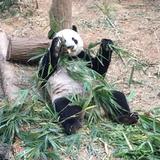 🐼爸爸头像