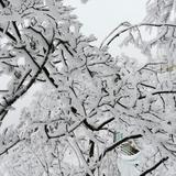 聪明旭日kf头像