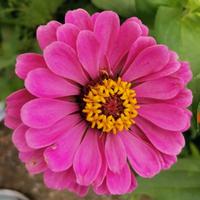 侠之大者YJPP头像