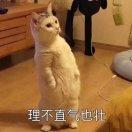 Vanel的个人资料头像