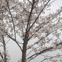 逍客2022头像
