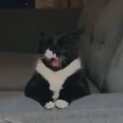 Hancl的个人资料头像