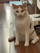 猫饼雪碧的个人资料头像