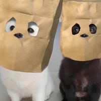 果子是只喵丶头像