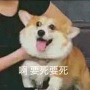 CaiDog的个人资料头像