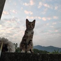佘珊仔头像