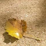 _深毅头像