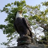 直率百香果jrn头像