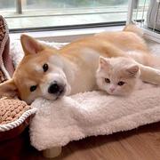 默默抗压的人的个人资料头像