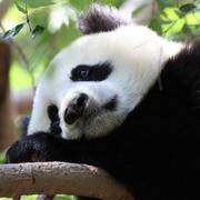 panda167的个人资料头像