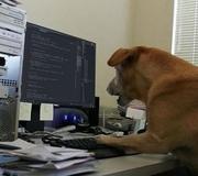 BigGrassDog的个人资料头像