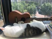 胡钰岚的个人资料头像