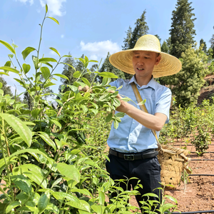 善缘天下普洱茶头像