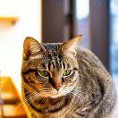 夏至末时的个人资料头像