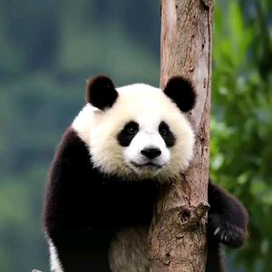 远见卓识优雅如意头像