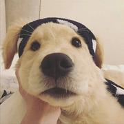 迷途之枪的个人资料头像