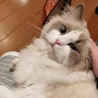 你好是你喊的滴滴么头像