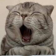 AWC的个人资料头像