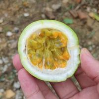 A疯狂的麦克斯头像
