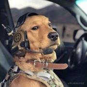 码呀嘿的个人资料头像