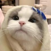 AstroCat的个人资料头像