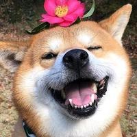 奔腾的屮泥马头像