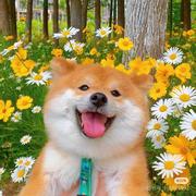 夏阳明的个人资料头像