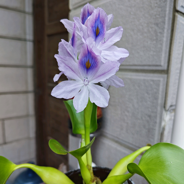 乡村慢节奏6U6b头像