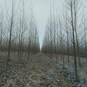 凯迪法德的个人资料头像