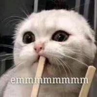 机智的蛋黄大人903头像