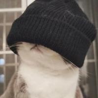 去码头点点薯条头像