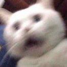 YOLO的个人资料头像