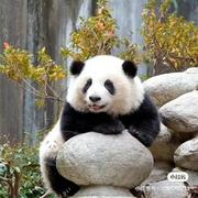 梨花巷的小雪糕的个人资料头像